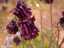 flowers2.jpg