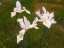 flowers4.jpg