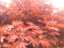 leaves2.jpg