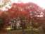 leaves5.jpg