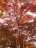 leaves6.jpg