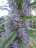 plants1.jpg