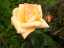rose1.jpg
