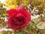 rose2.jpg