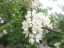 blossom1.jpg