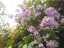 blossom3.jpg
