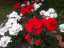 flowers1.jpg
