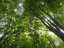 leaves1.jpg