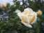 roses2.jpg