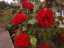 roses4.jpg