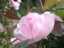 roses5.jpg