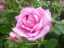 roses6.jpg