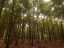 trees2.jpg