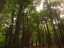 trees3.jpg
