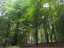 trees5.jpg