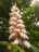 blossom1.jpg