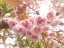 blossom10.jpg