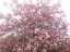 blossom2.jpg