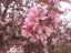 blossom3.jpg