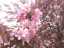 blossom5.jpg