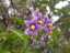blossom6.jpg