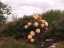 blossom7.jpg