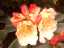 blossom8.jpg