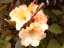 blossom9.jpg