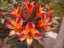 flowers1.jpg