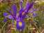 flowers2.jpg