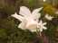 flowers3.jpg