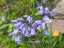 flowers4.jpg
