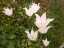 flowers5.jpg