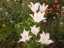 flowers6.jpg