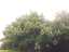 trees1.jpg
