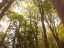 trees2.jpg
