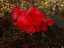 flowers10.jpg