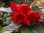flowers11.jpg