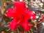 flowers12.jpg