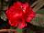 flowers14.jpg