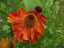 flowers15.jpg