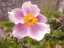 flowers16.jpg
