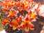 flowers17.jpg
