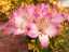 flowers18.jpg