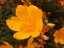 flowers19.jpg
