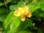 flowers3.jpg