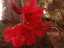flowers4.jpg