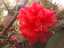 flowers7.jpg