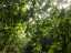 leaves1.jpg