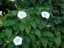 plants1.jpg